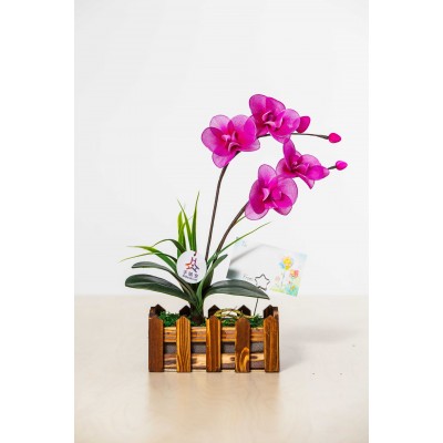 長方木柵蘭花(雙枝)盆栽